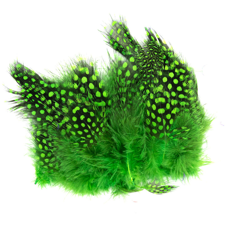 Stung Guinea Feathers
