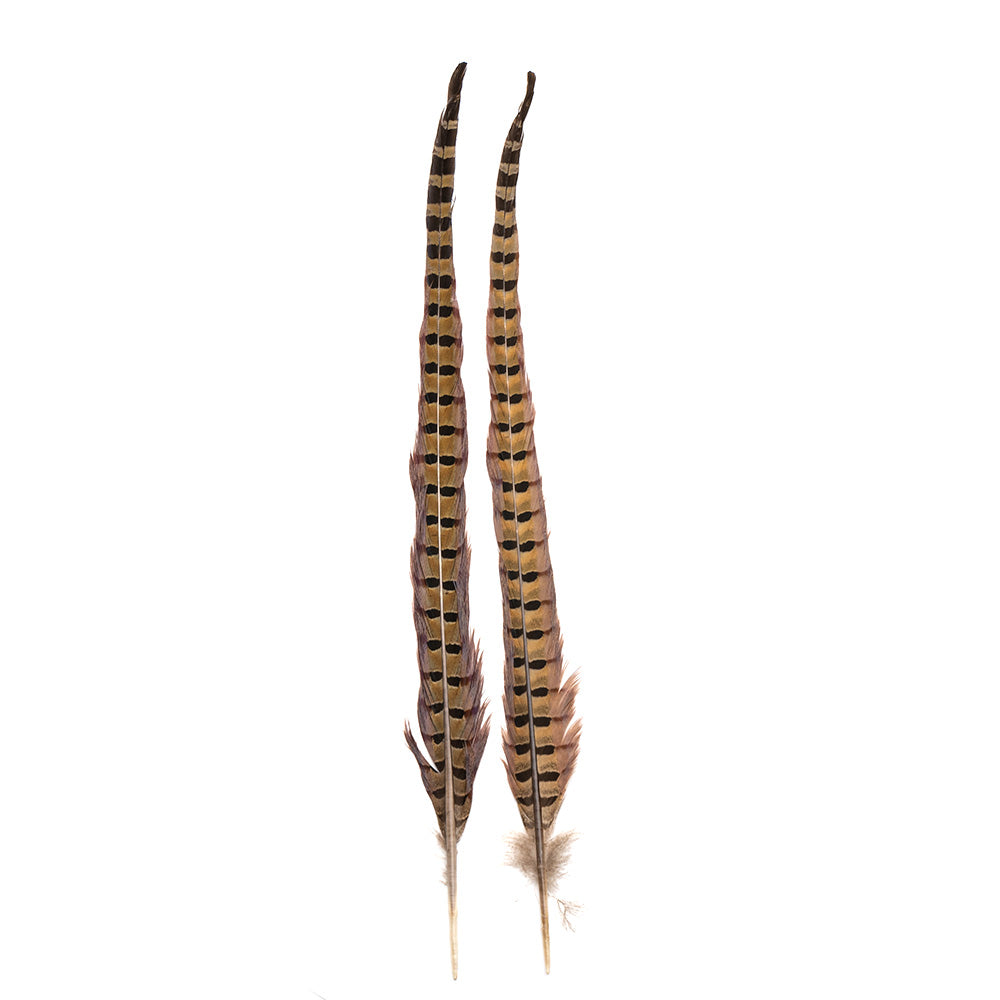 Ringneck Pheasant Tail Feathers – The Northern Angler Fly Shop