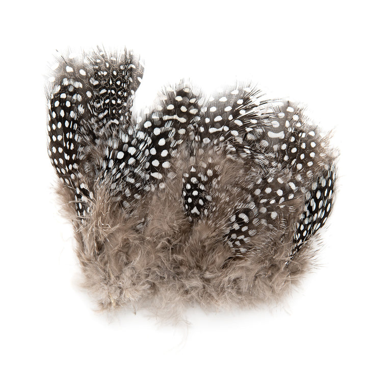 Stung Guinea Feathers
