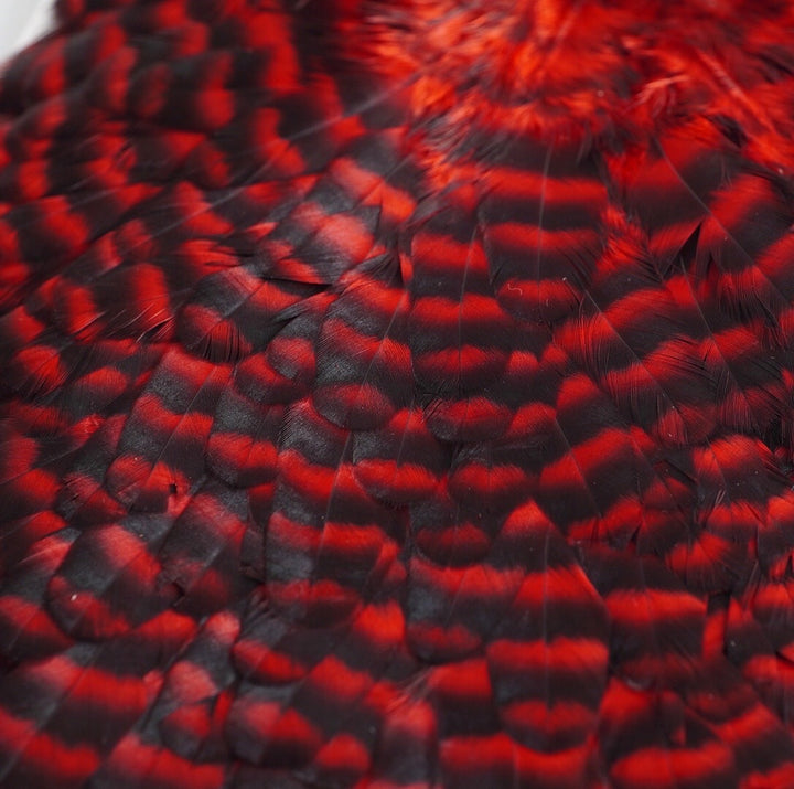 Whiting American Hen Saddles