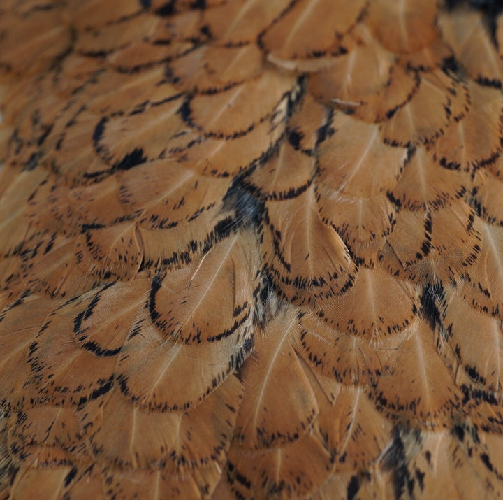Whiting American Hen Saddles