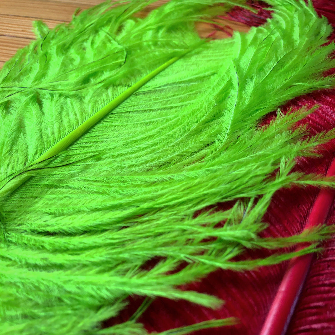 Ostrich Plumes