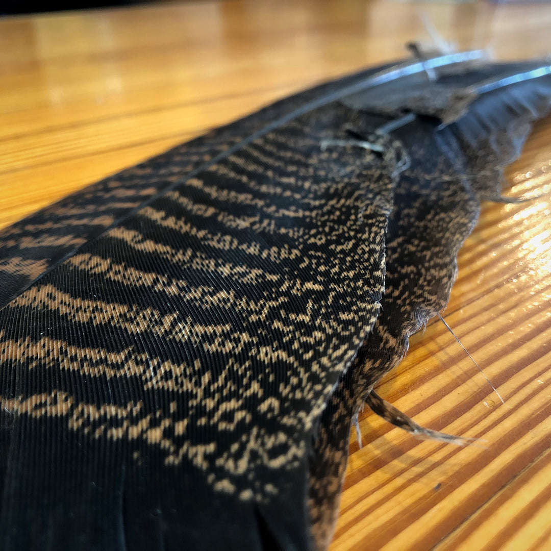 Turkey Tail Feathers Cinnamon Tip