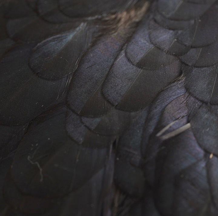 Whiting American Hen Saddles
