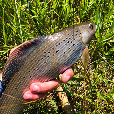 In Search of Special Fish