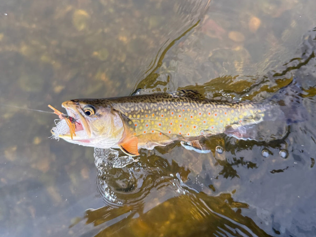 NORTHERN MICHIGAN FISHING REPORT- BASS & TROUT CONDITIONS | JULY 9, 2026