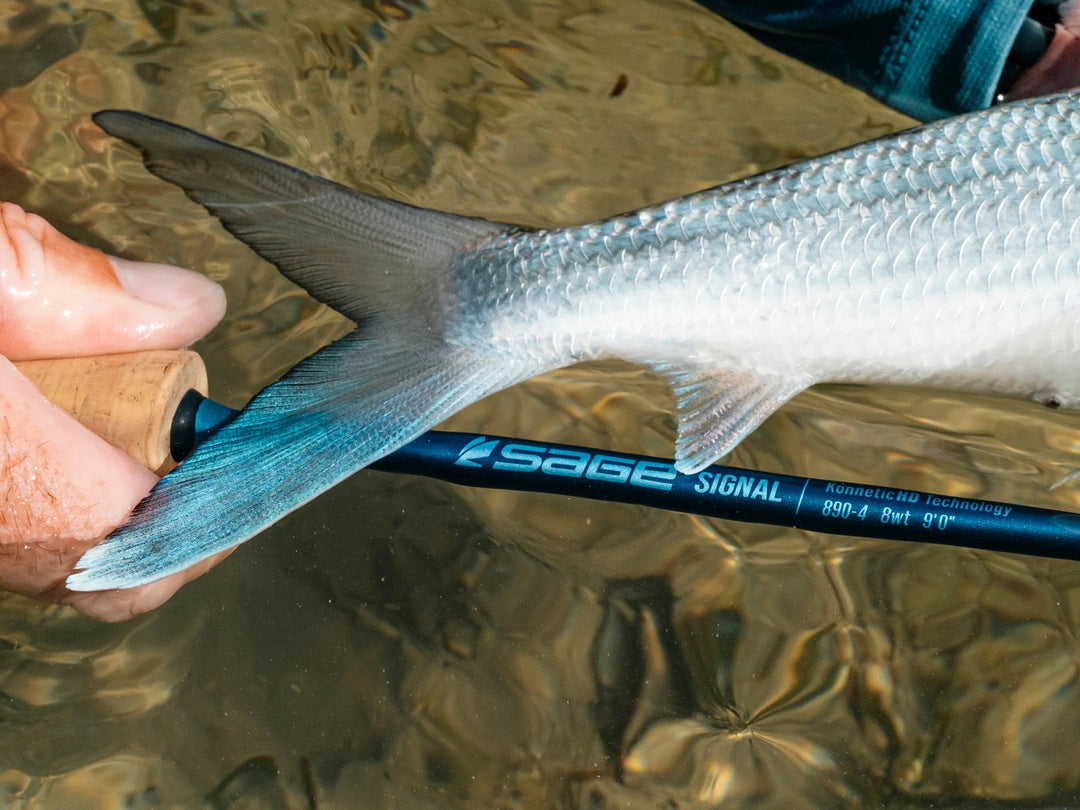 Sage Signal Fly Rod Review: A Saltwater Rod That Feels Right at Home in the Midwest