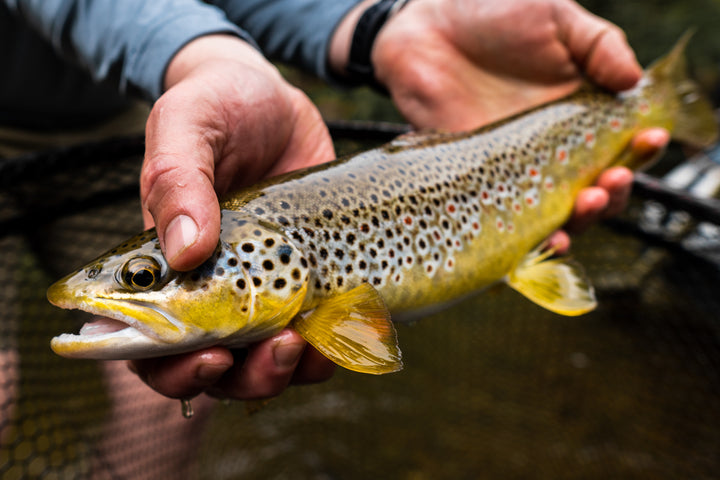 Guide Services – The Northern Angler Fly Shop