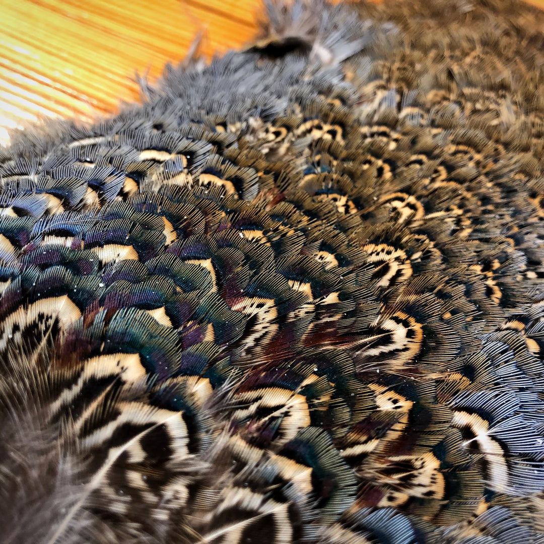 Ringneck Pheasant Rump Patch